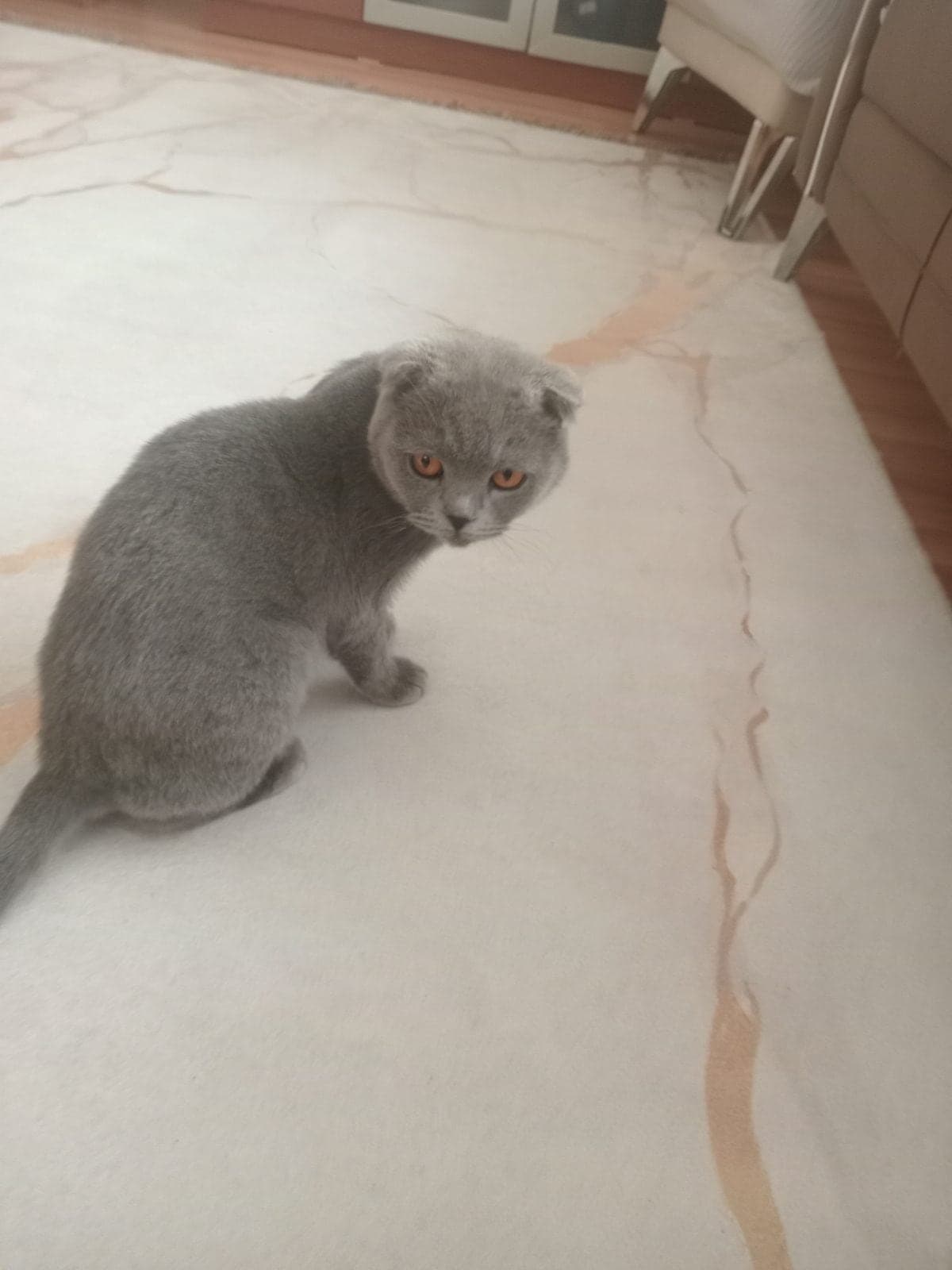 Şirin Scottish Fold Kedi, Sakarya