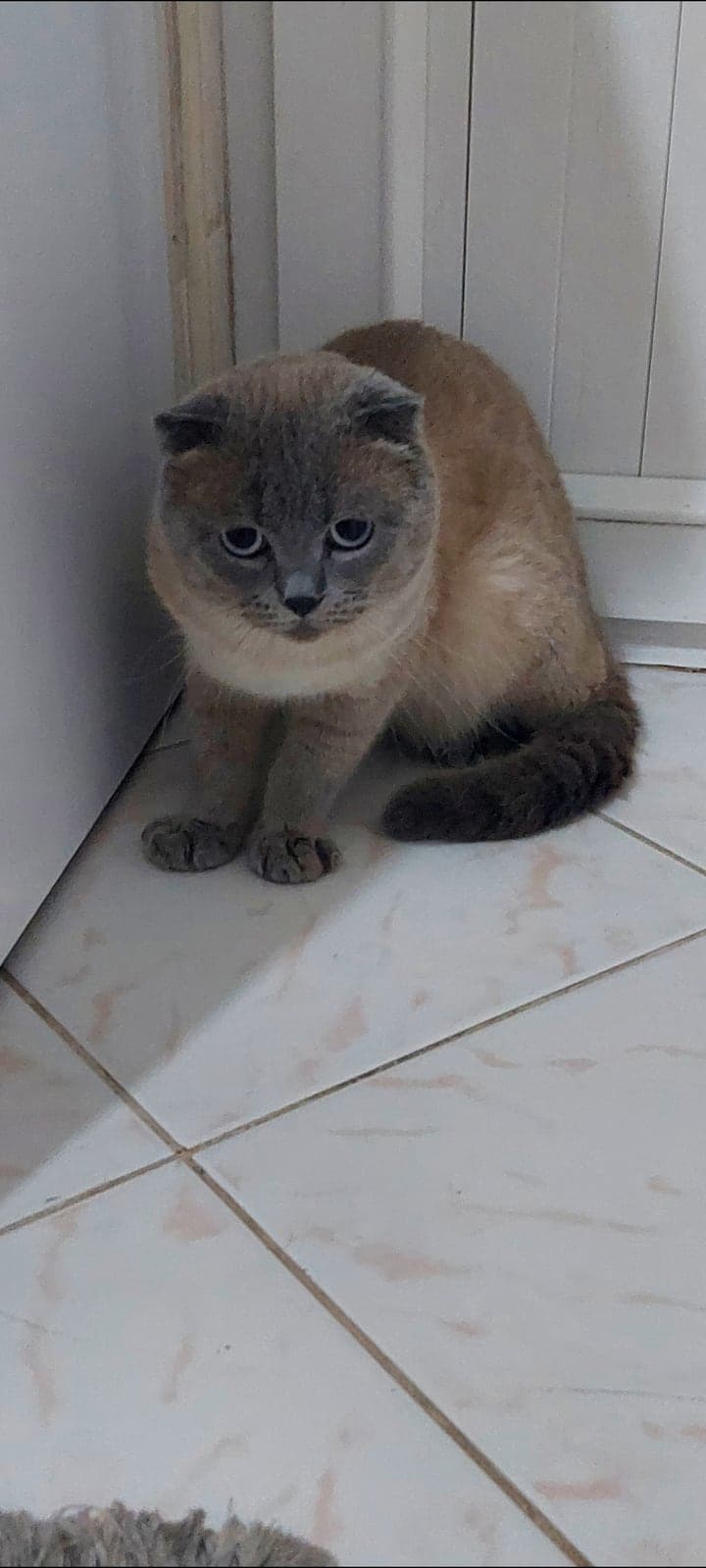 Duman Scottish Fold Kedi, İstanbul