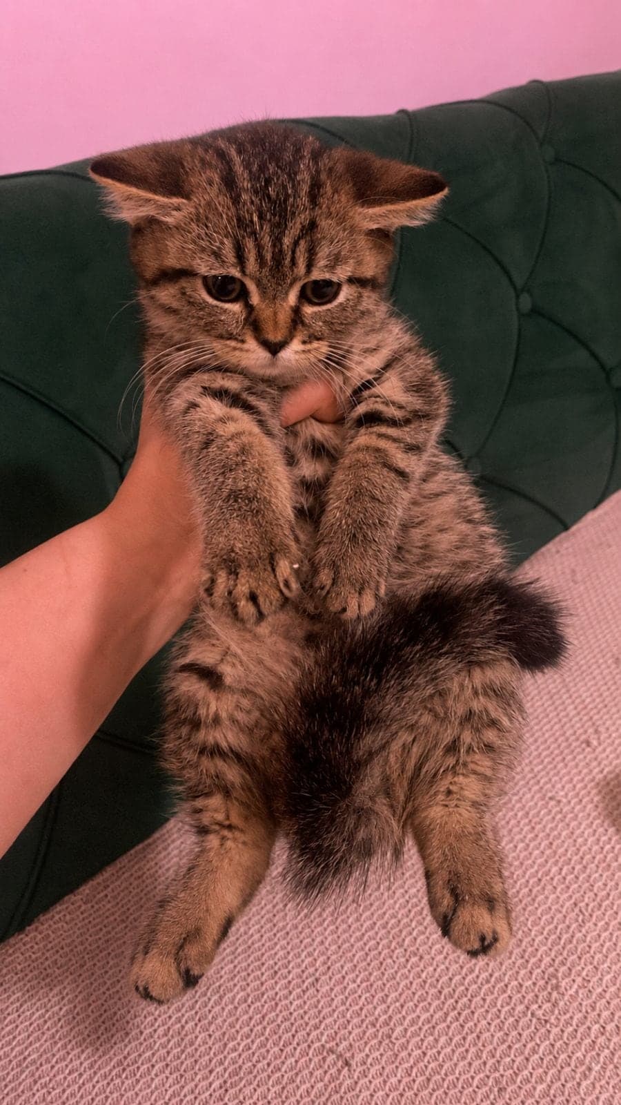 Pixel British Longhair Kedi, İstanbul