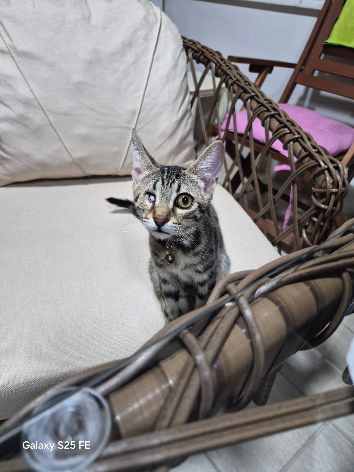 İsimsiz Sokak Kedisi Kedi, Bursa