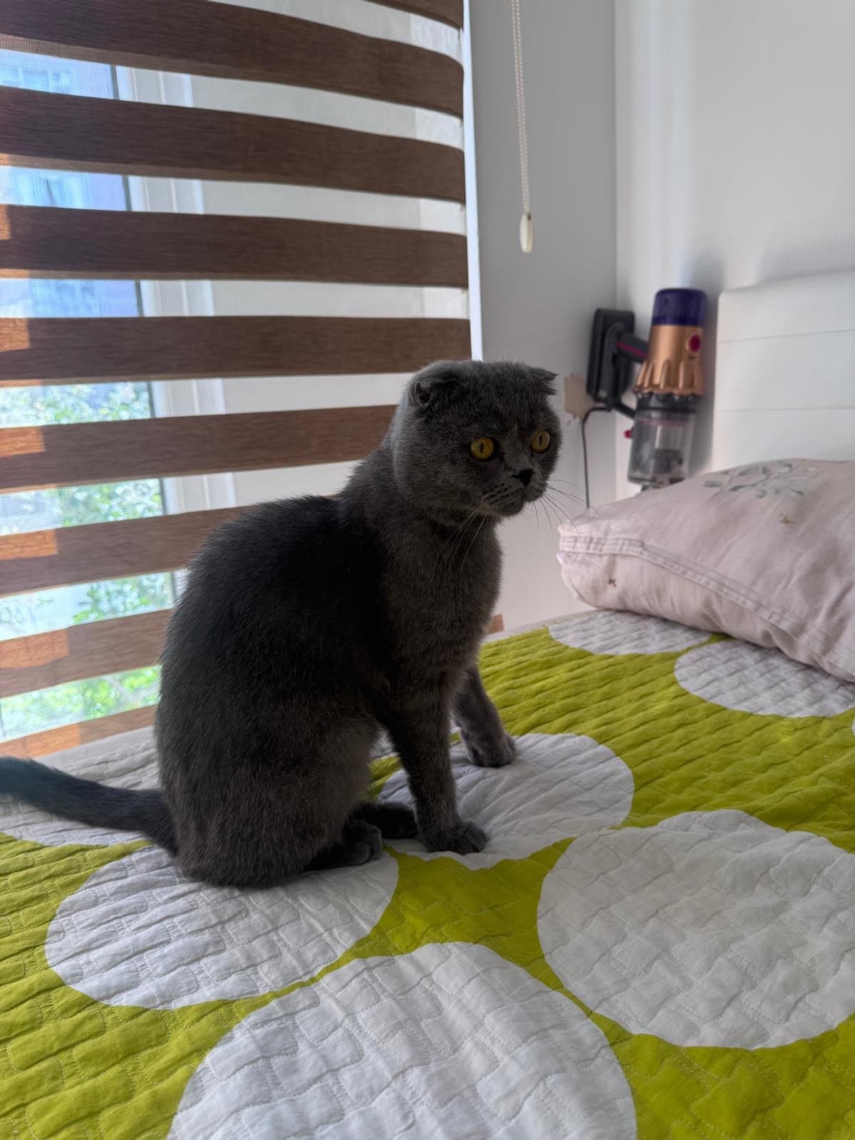 Zengin Scottish Fold Kedi, İstanbul