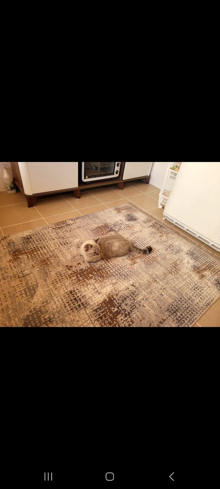 Oscar British Shorthair Kedi, İstanbul
