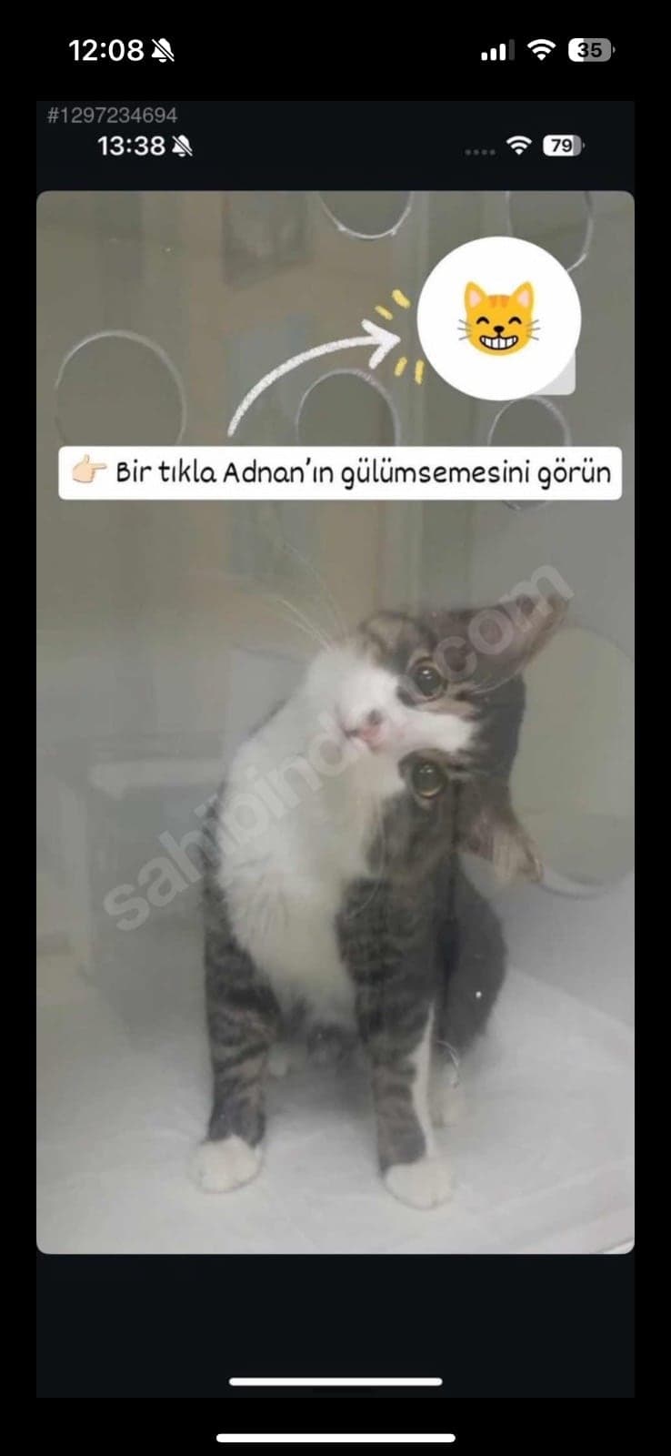 Mamiş Melez Kedi, İzmir