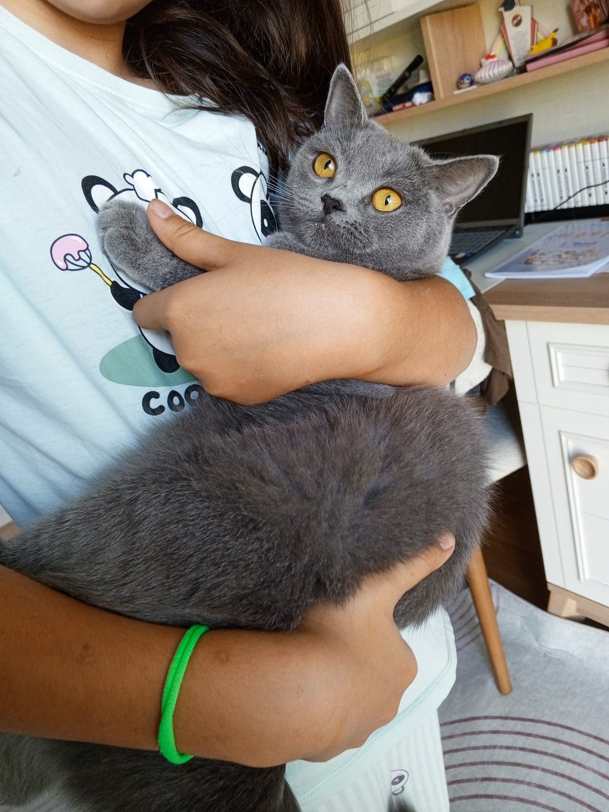 Kuki British Shorthair Kedi, İstanbul