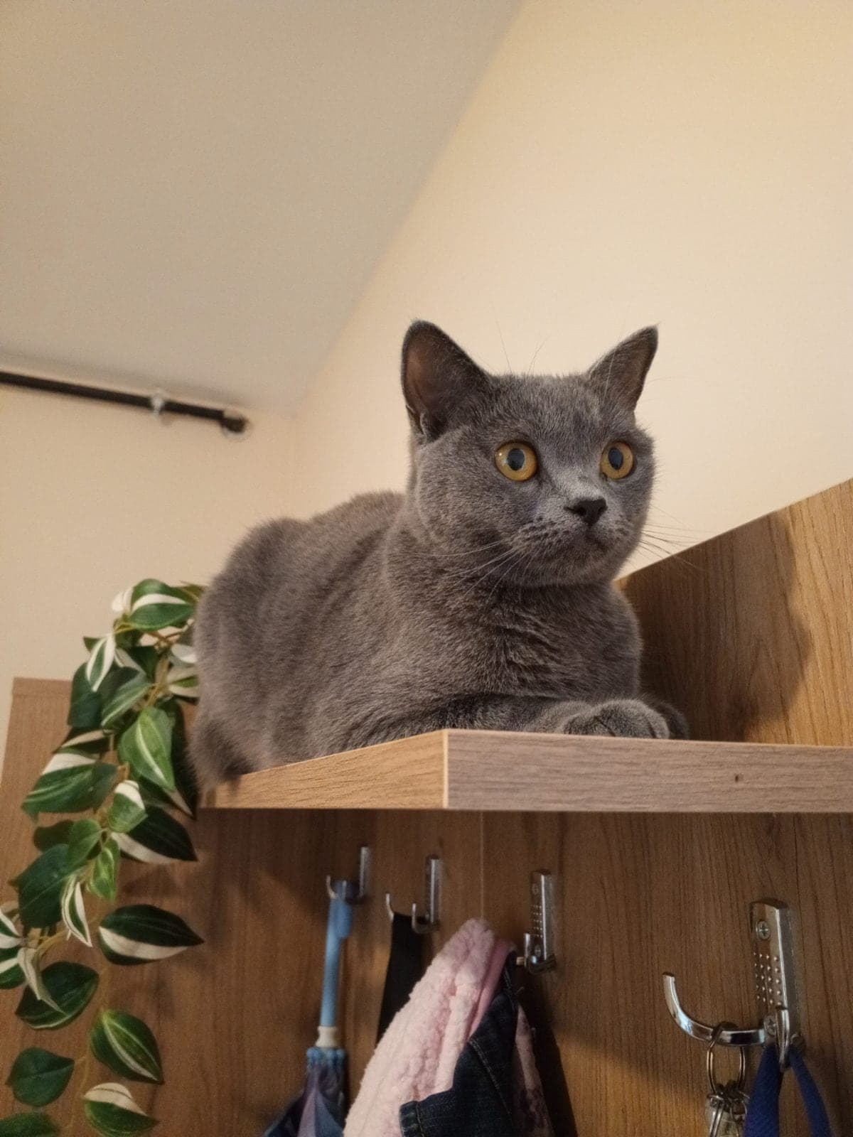 Kuki British Shorthair Kedi, İstanbul