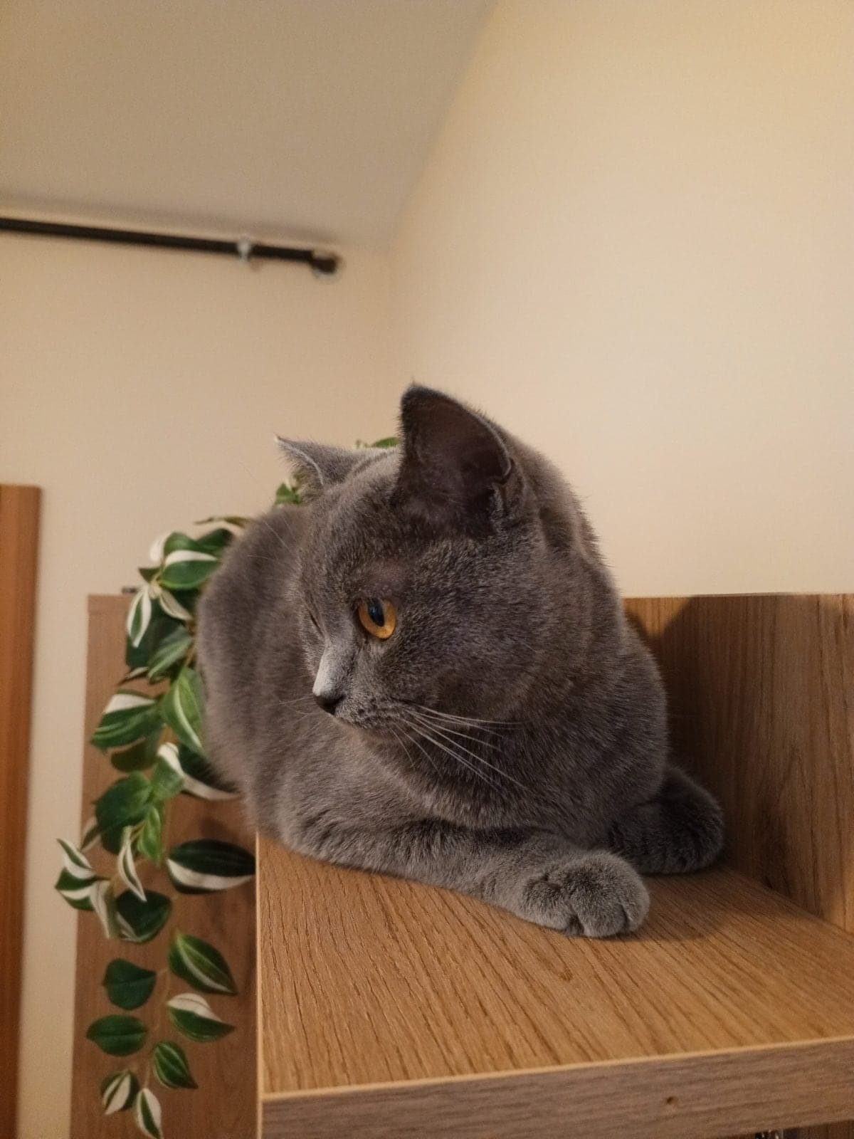 Kuki British Shorthair Kedi, İstanbul