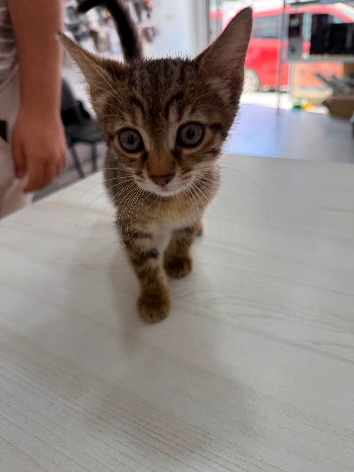 Posedion Tekir Kedi, Muğla