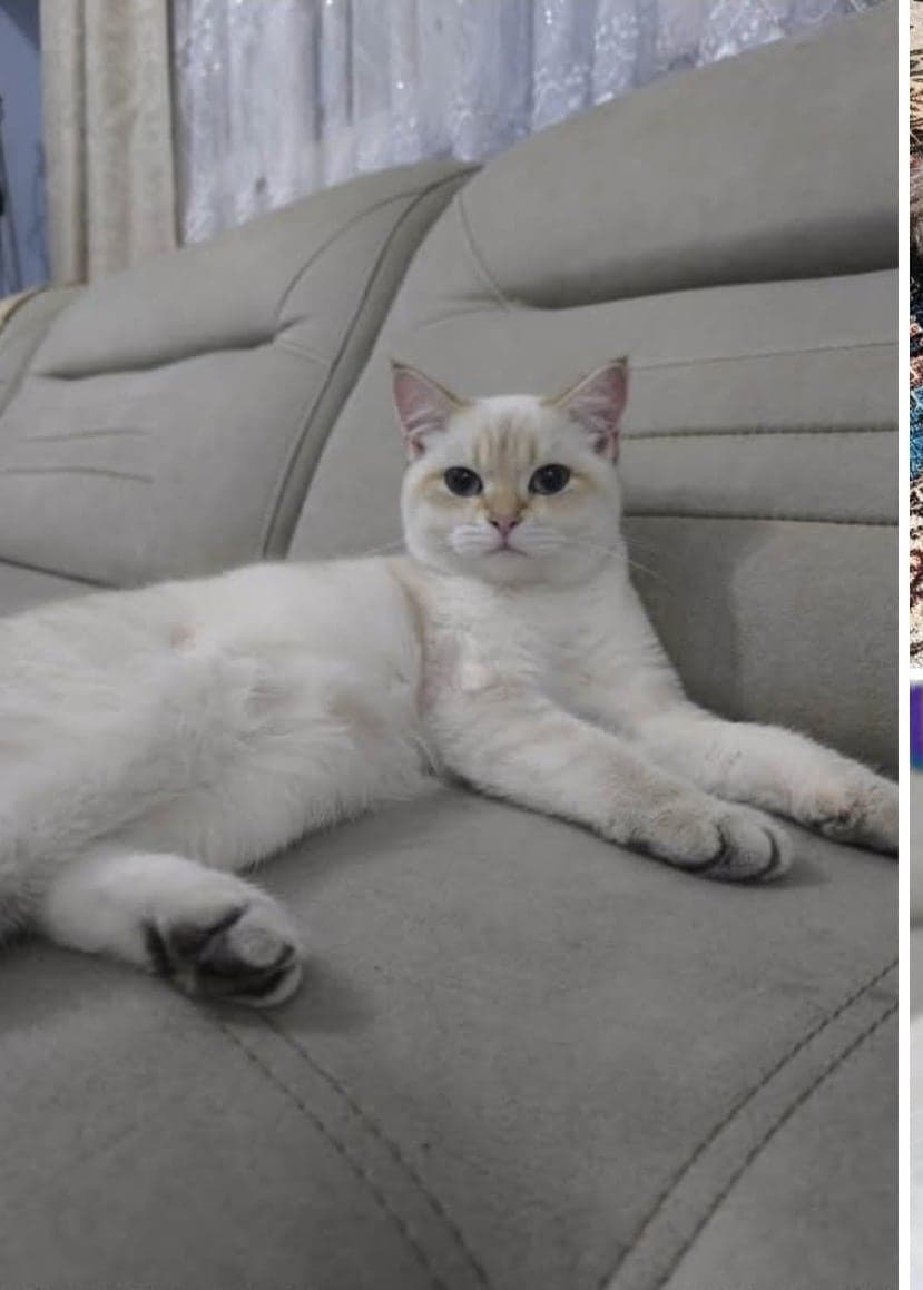 Badem British Shorthair Kedi, İzmir