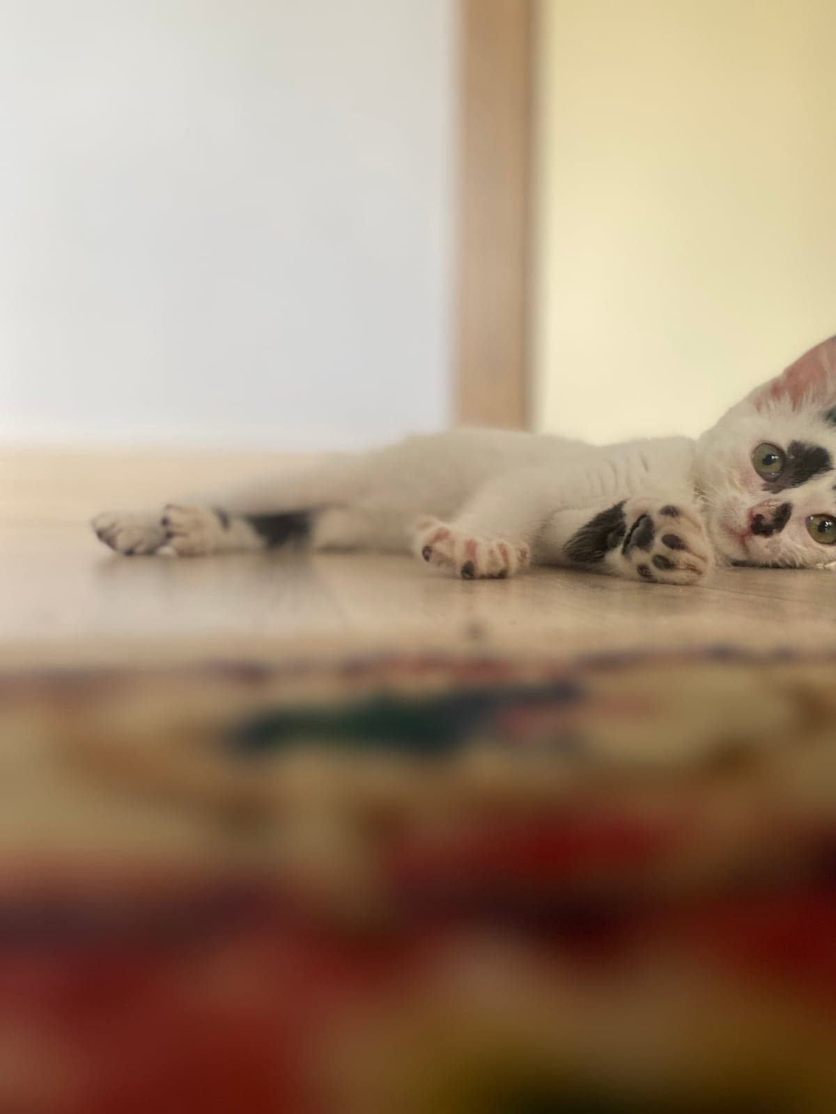 Mila Tekir Kedi, Ankara