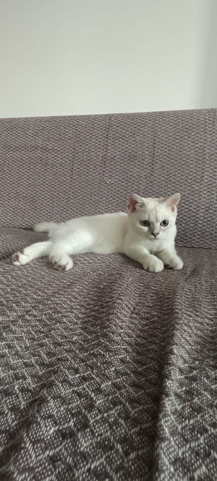 Battal British Shorthair Kedi, Antalya