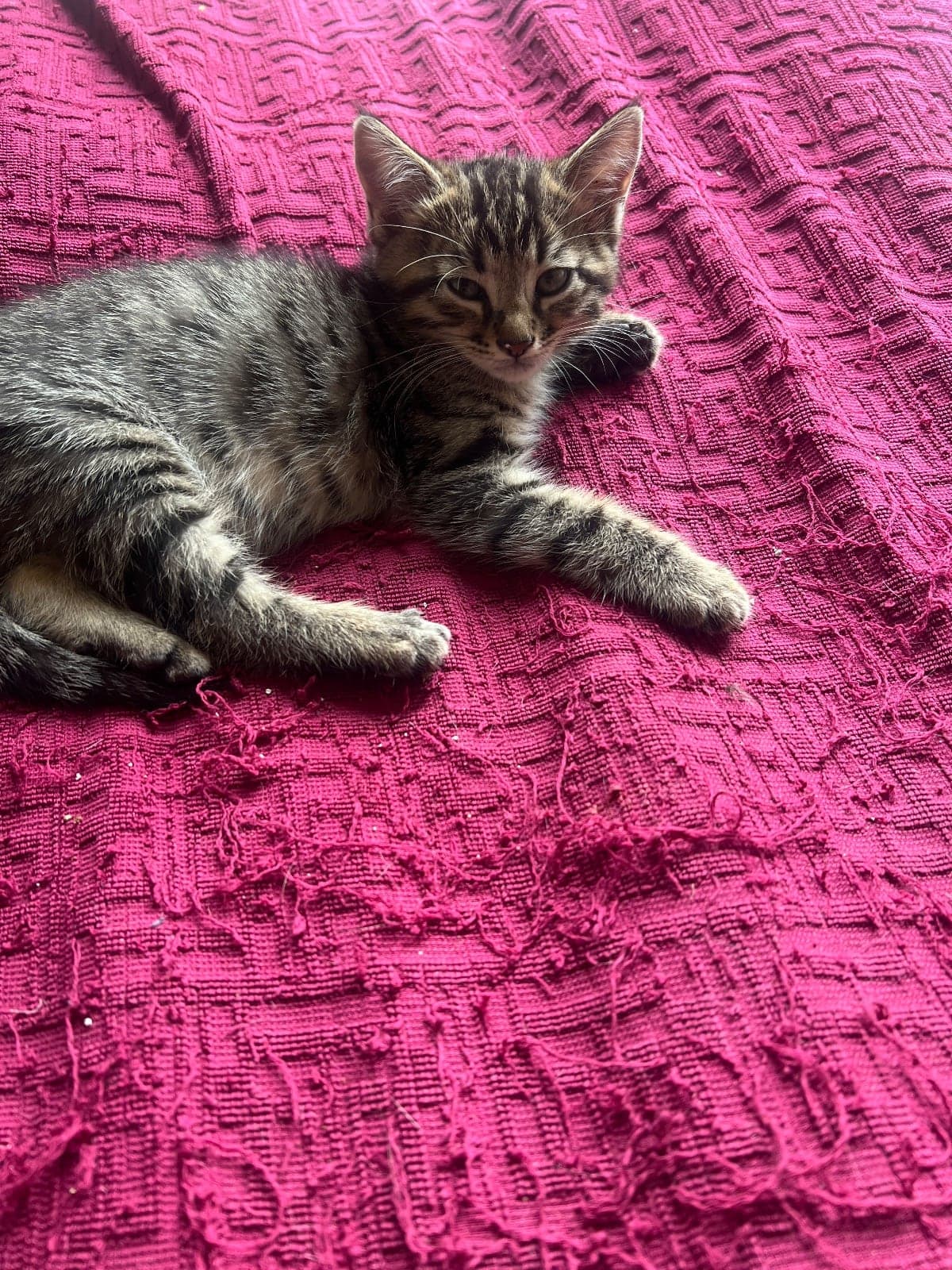 yavru Tekir Kedi, Ankara