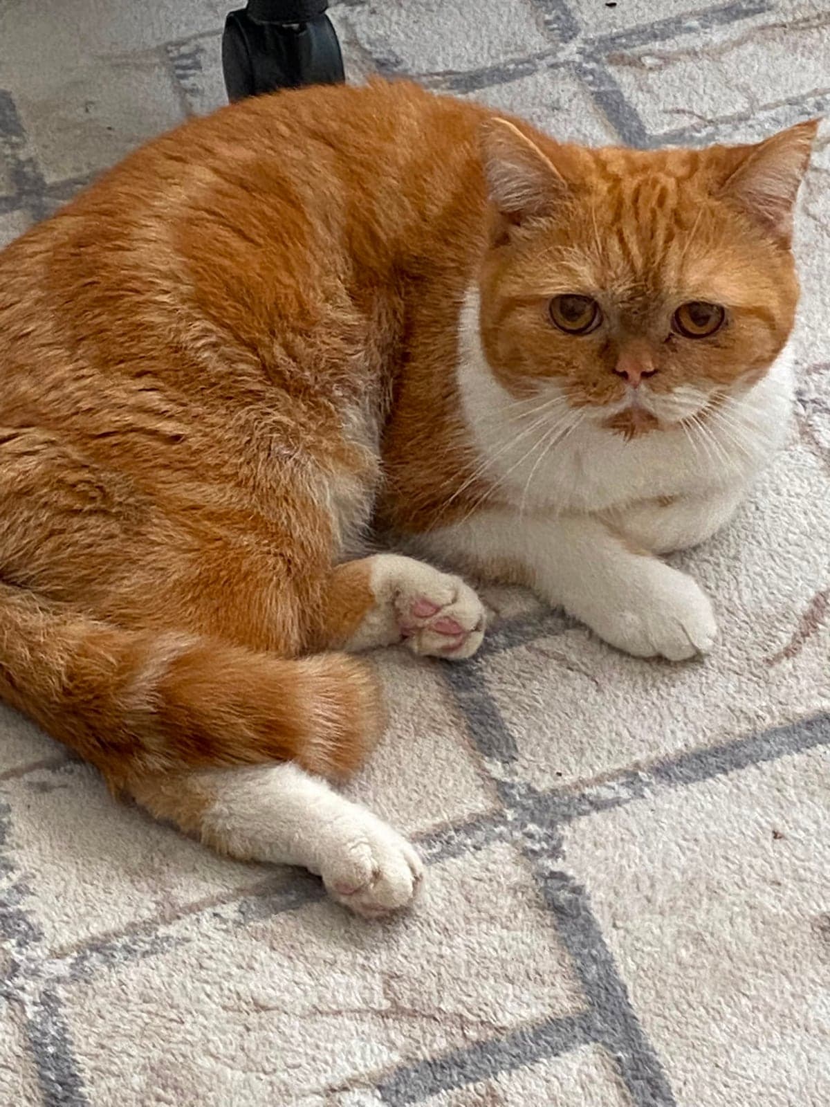 Teo Exotic Shorthair Kedi, Bilecik