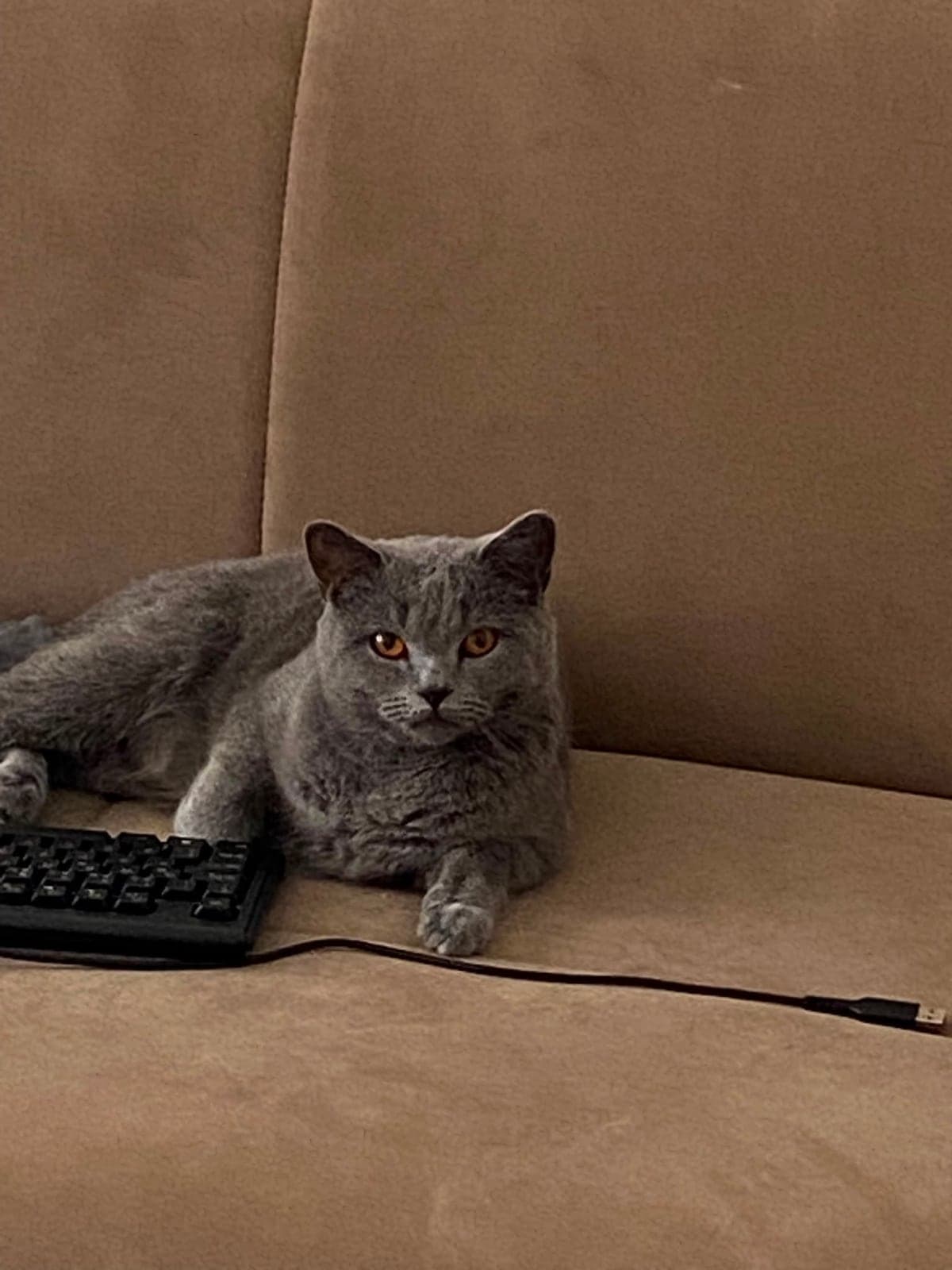 Zilli British Shorthair Kedi, Bilecik