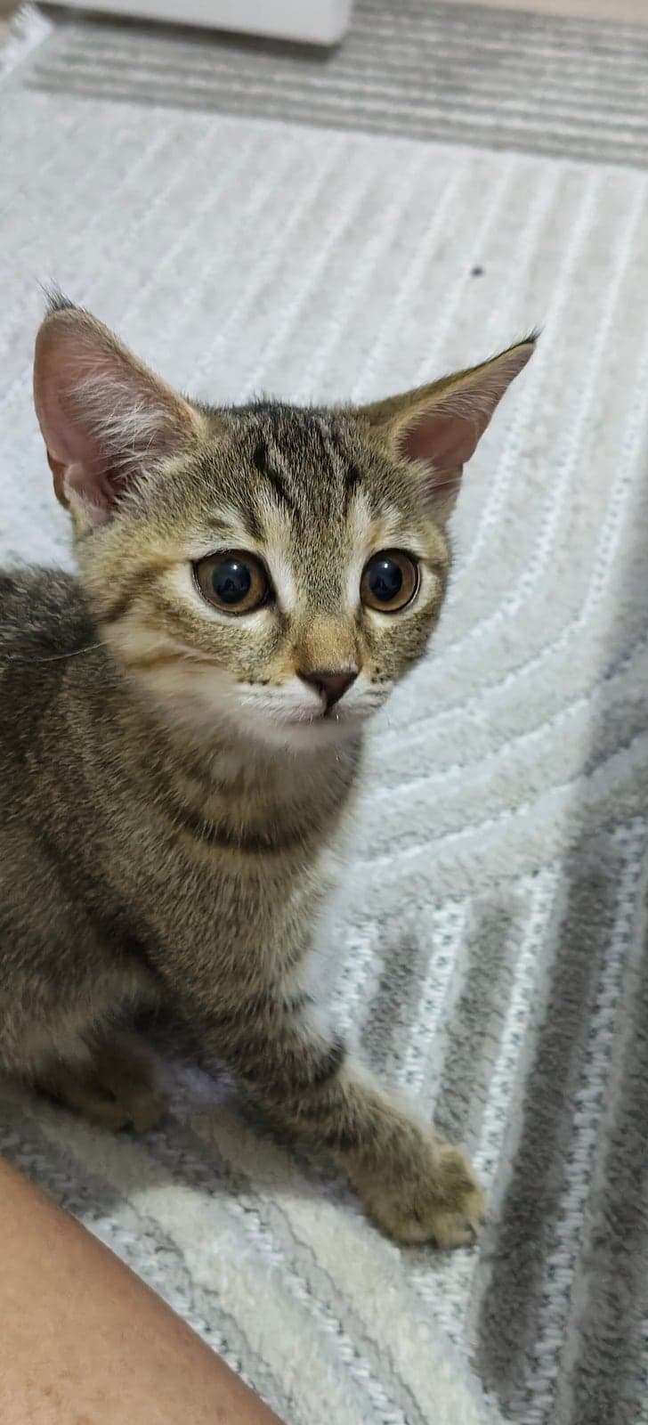 Badem Melez Kedi, Ankara