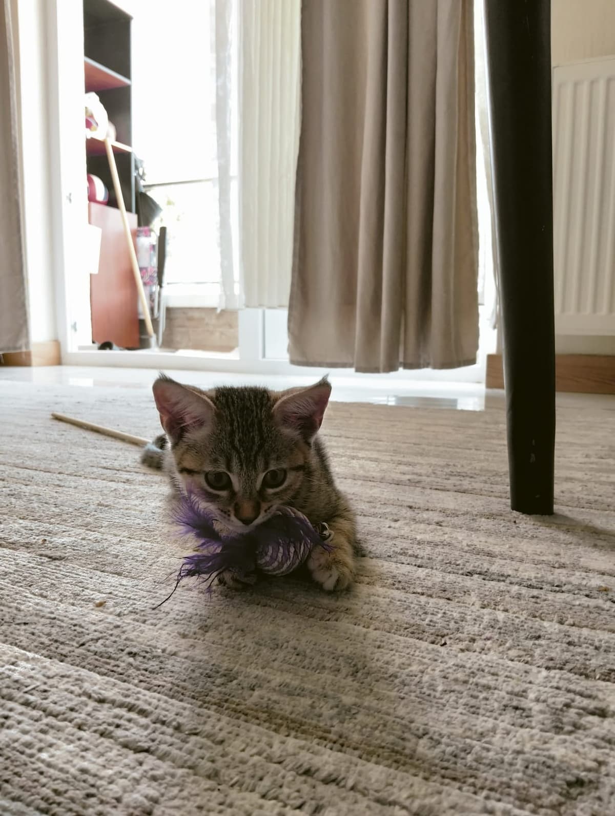 Gümüş Melez Kedi, Ankara
