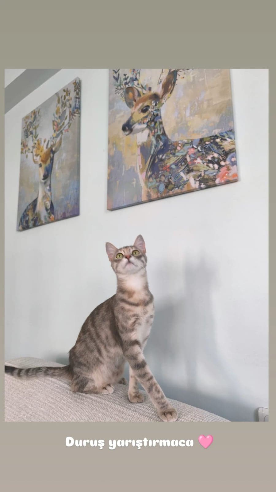 Sırnaşık Duman Tekir Kedi, Bilecik