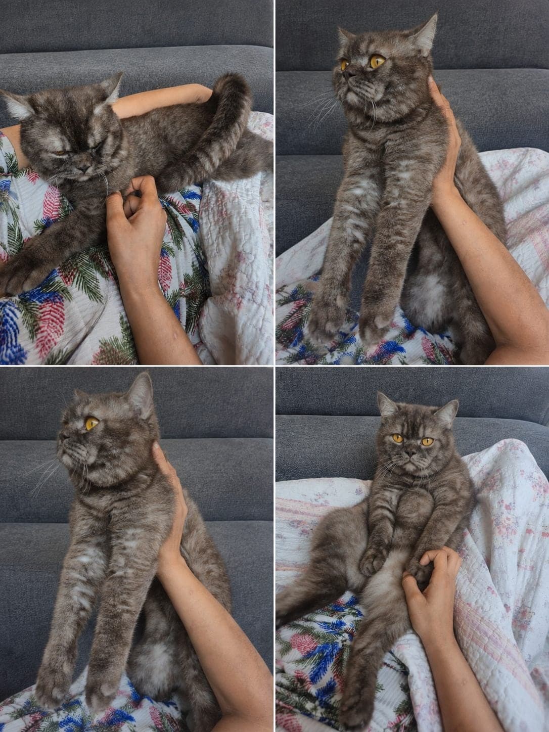 Adınız siz verin British Shorthair Kedi, İstanbul
