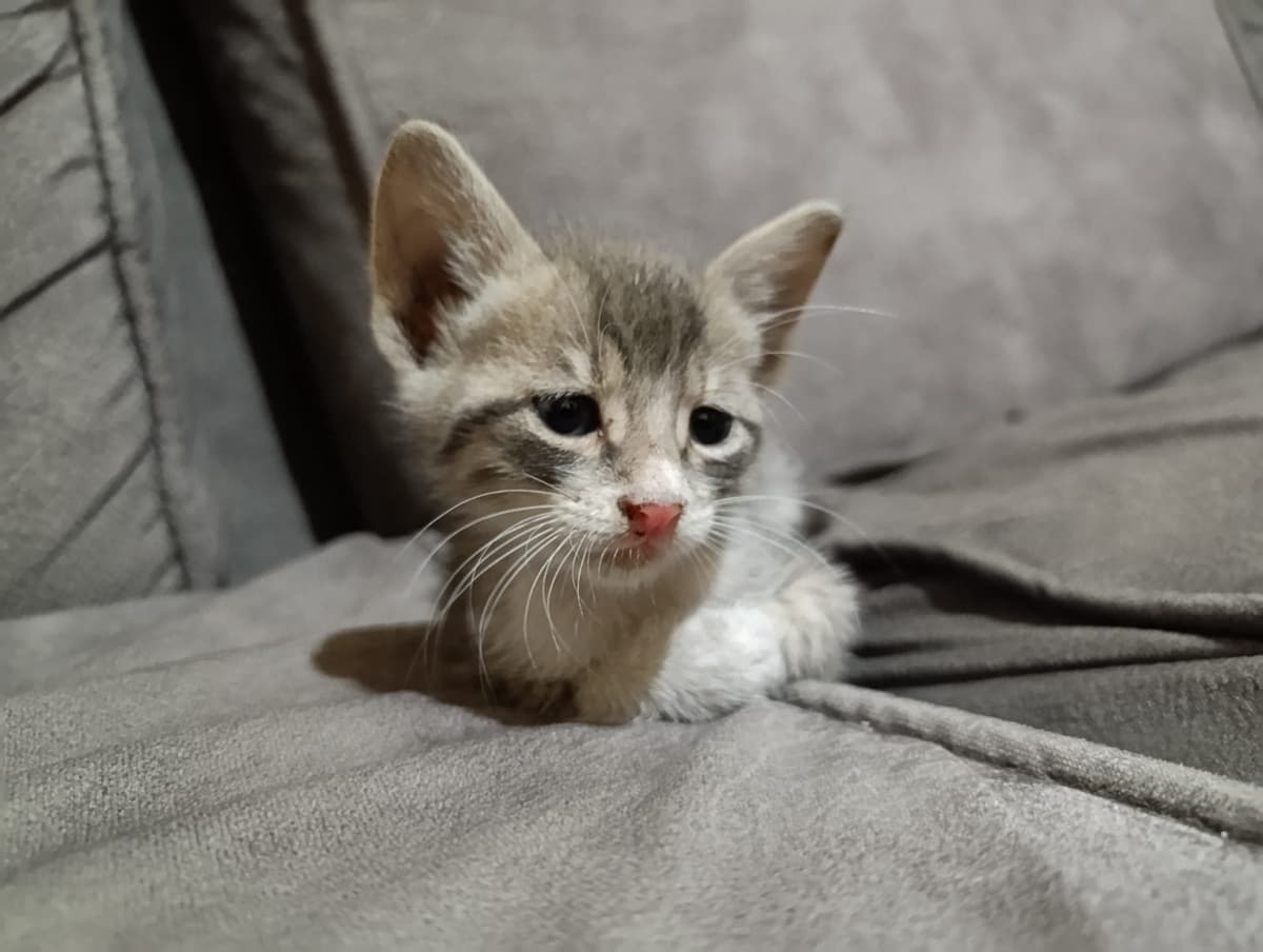 Kirli Sokak Kedisi Kedi, İstanbul