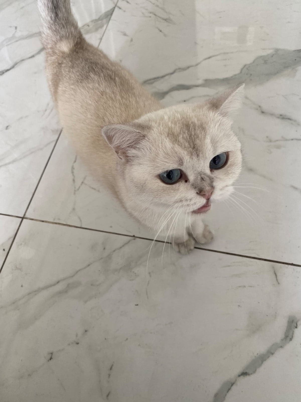 Mia British Shorthair Kedi, Bursa