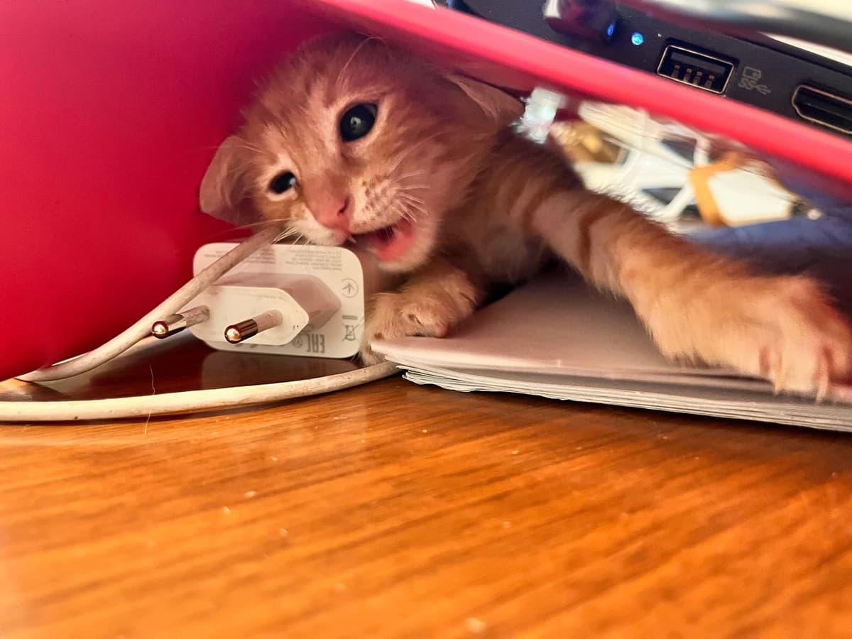 Portakal Sokak Kedisi Kedi, İstanbul