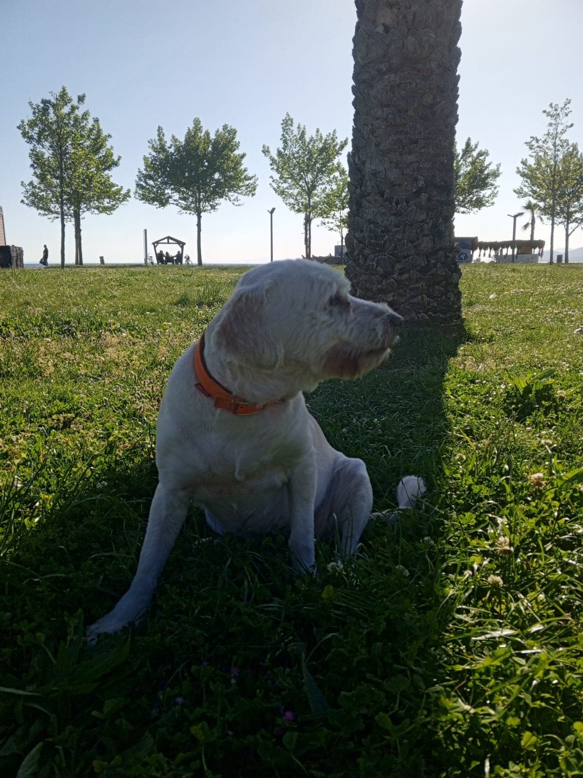 MAYA Terrier Köpek, Balıkesir