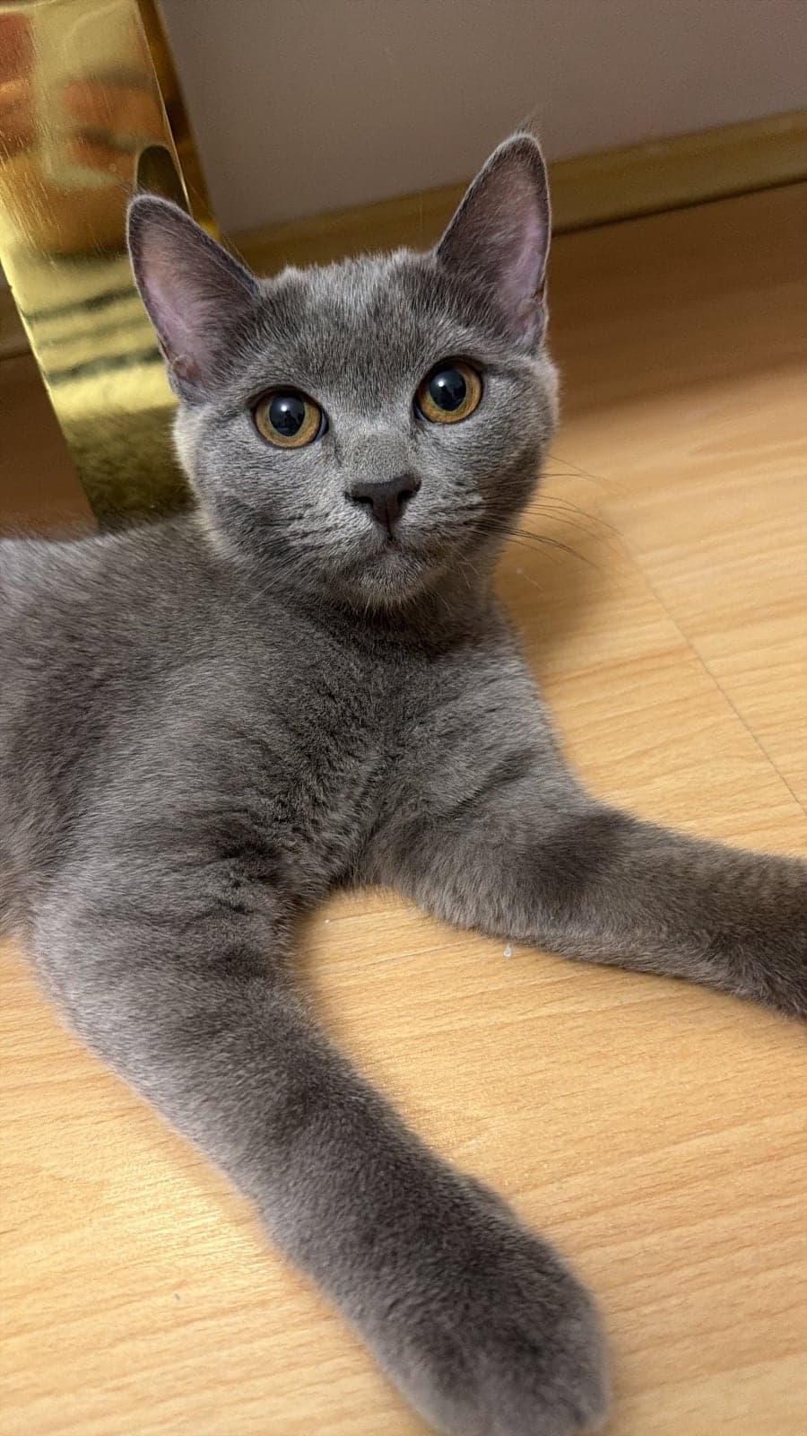 Luna British Shorthair Kedi, Ankara