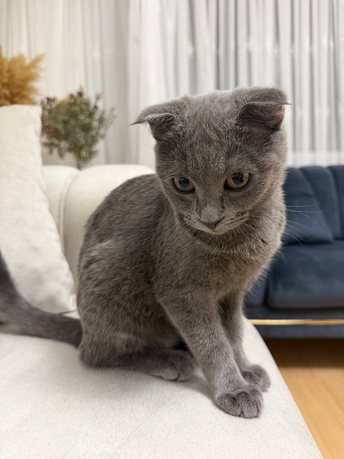 Mia Scottish Fold Kedi, Ankara