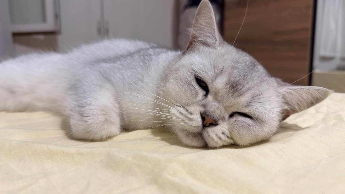 Pamuk British Shorthair Kedi, Bursa