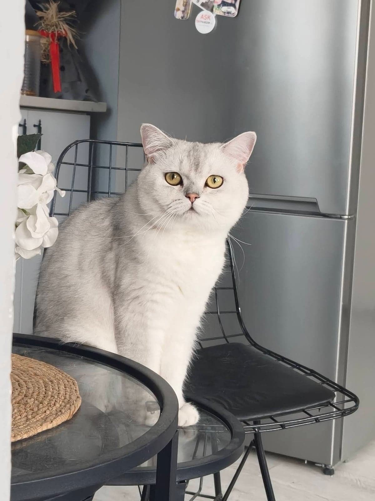 Pera British Shorthair Kedi, Adana