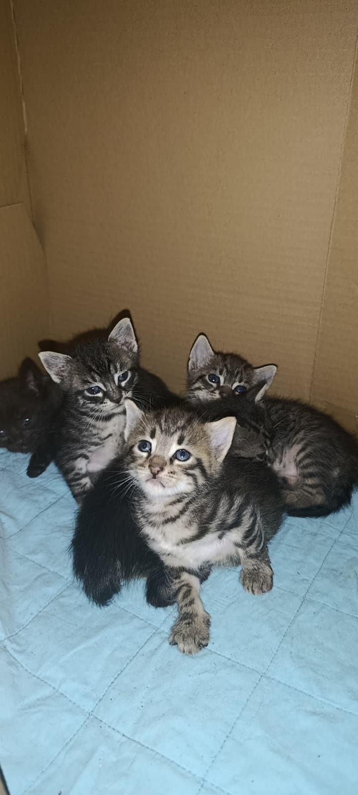 Aslan Sokak Kedisi Kedi, İstanbul