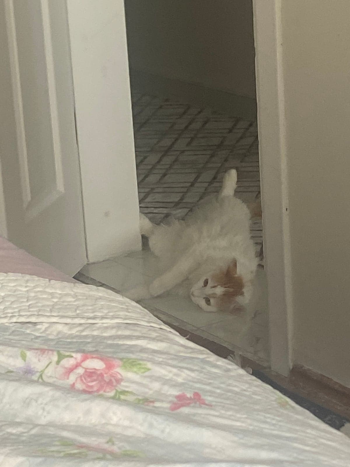 Eyşan Persian Kedi, Samsun