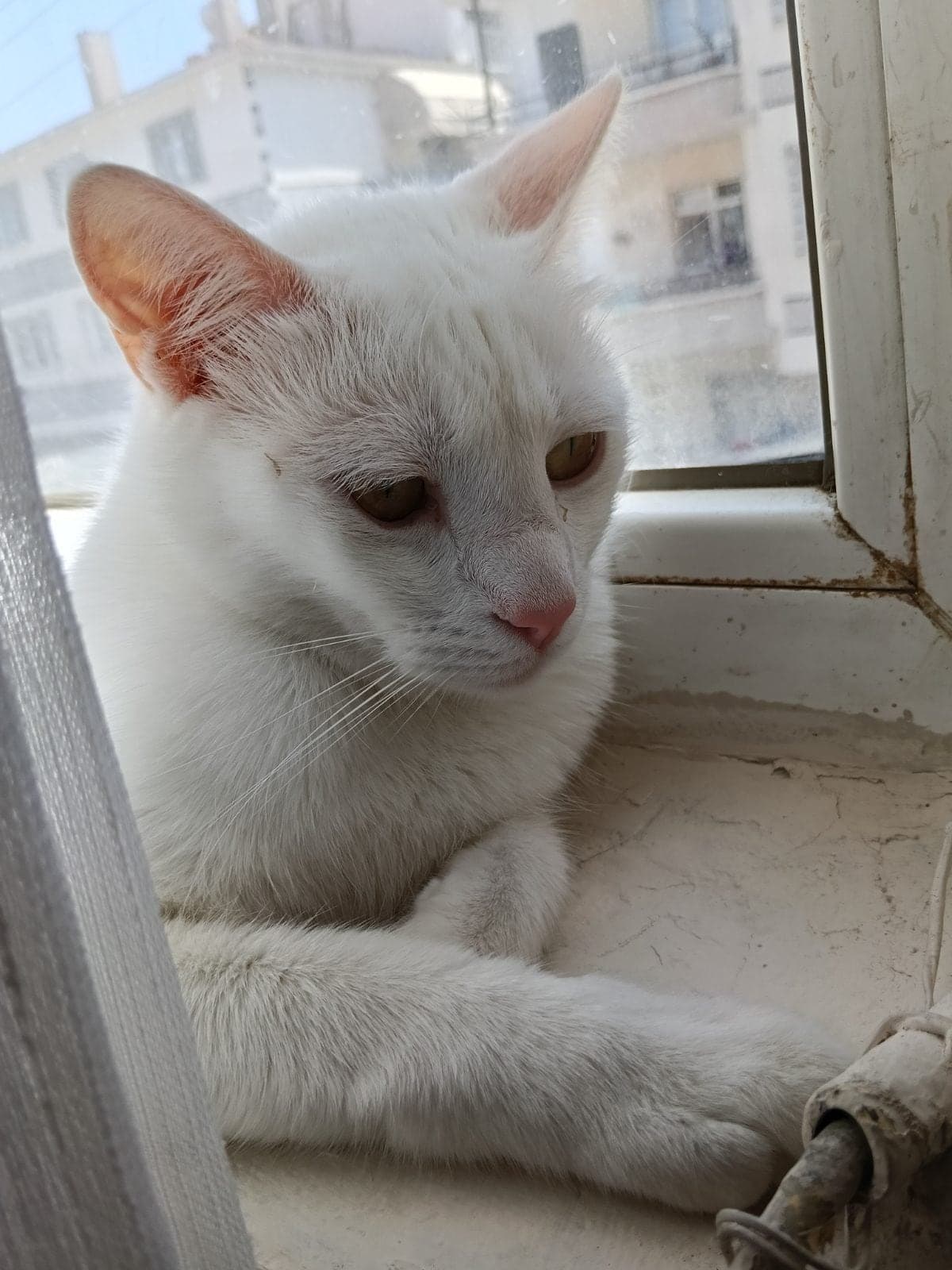 Leo Oyuncu Kedi Tekir Kedi, Ankara