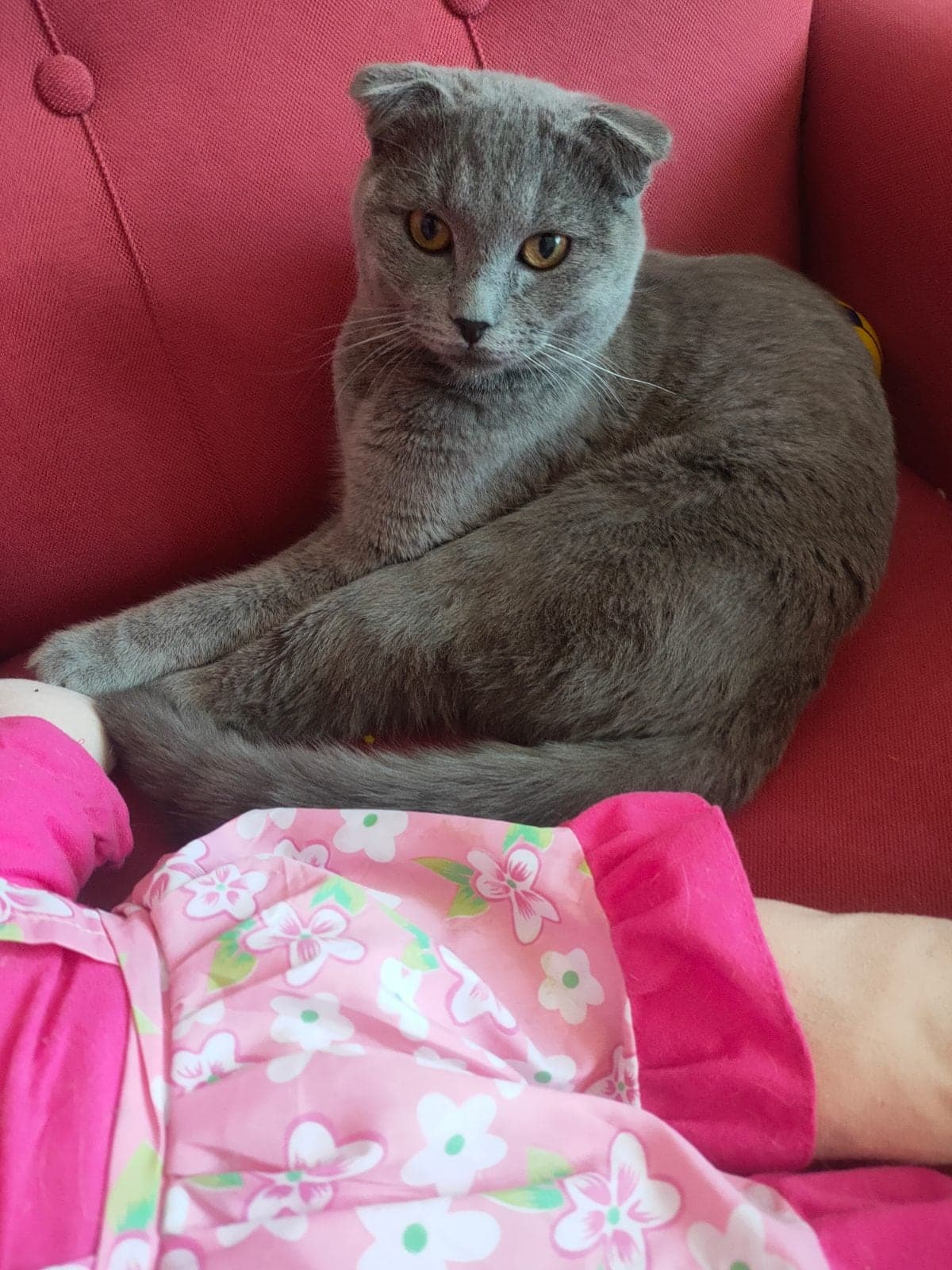 Süleyman Scottish Fold Kedi, Ankara