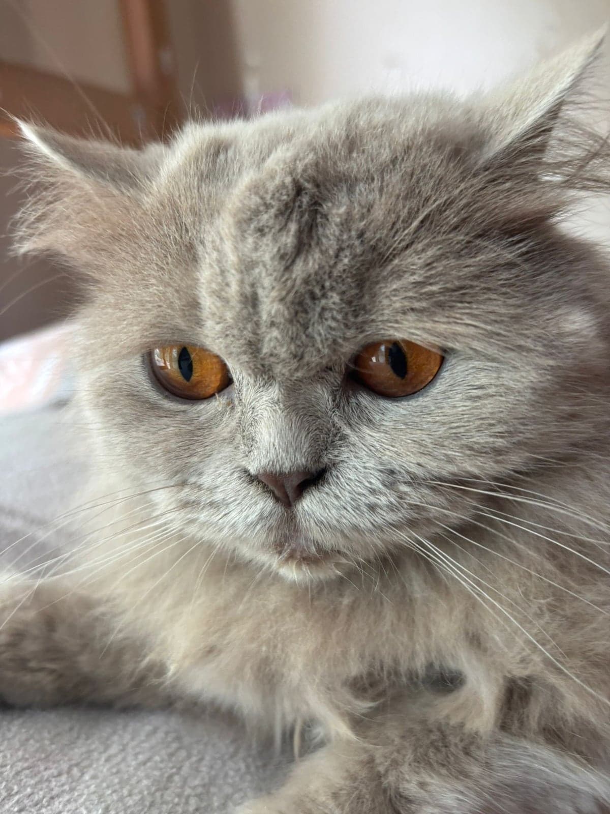 Lila British Shorthair Kedi, Adana