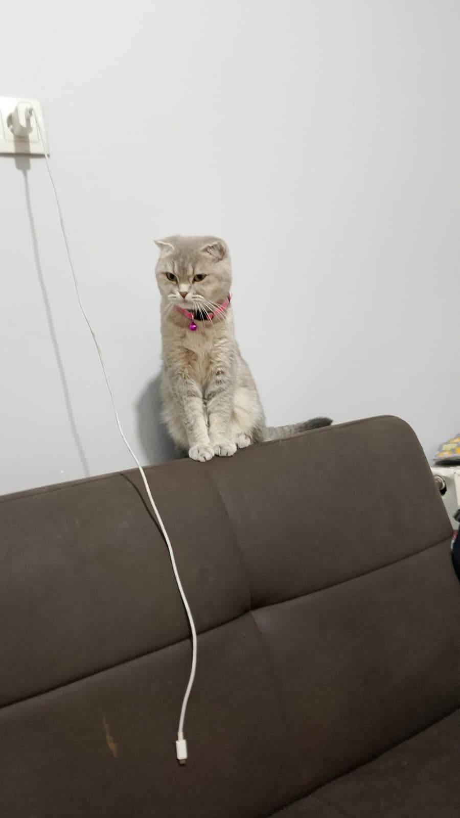 Breath British Shorthair Kedi, Tokat