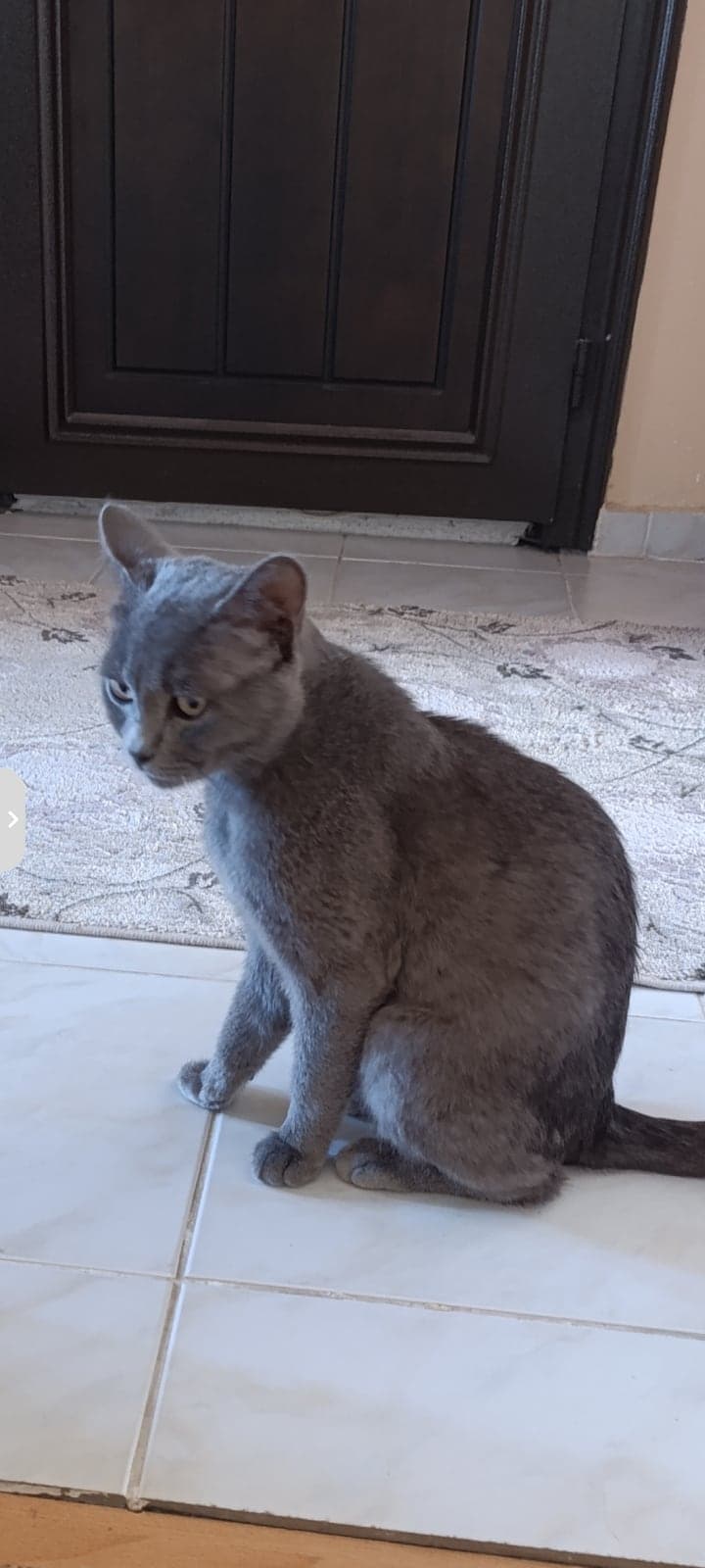 British gri British Shorthair Kedi, Bursa