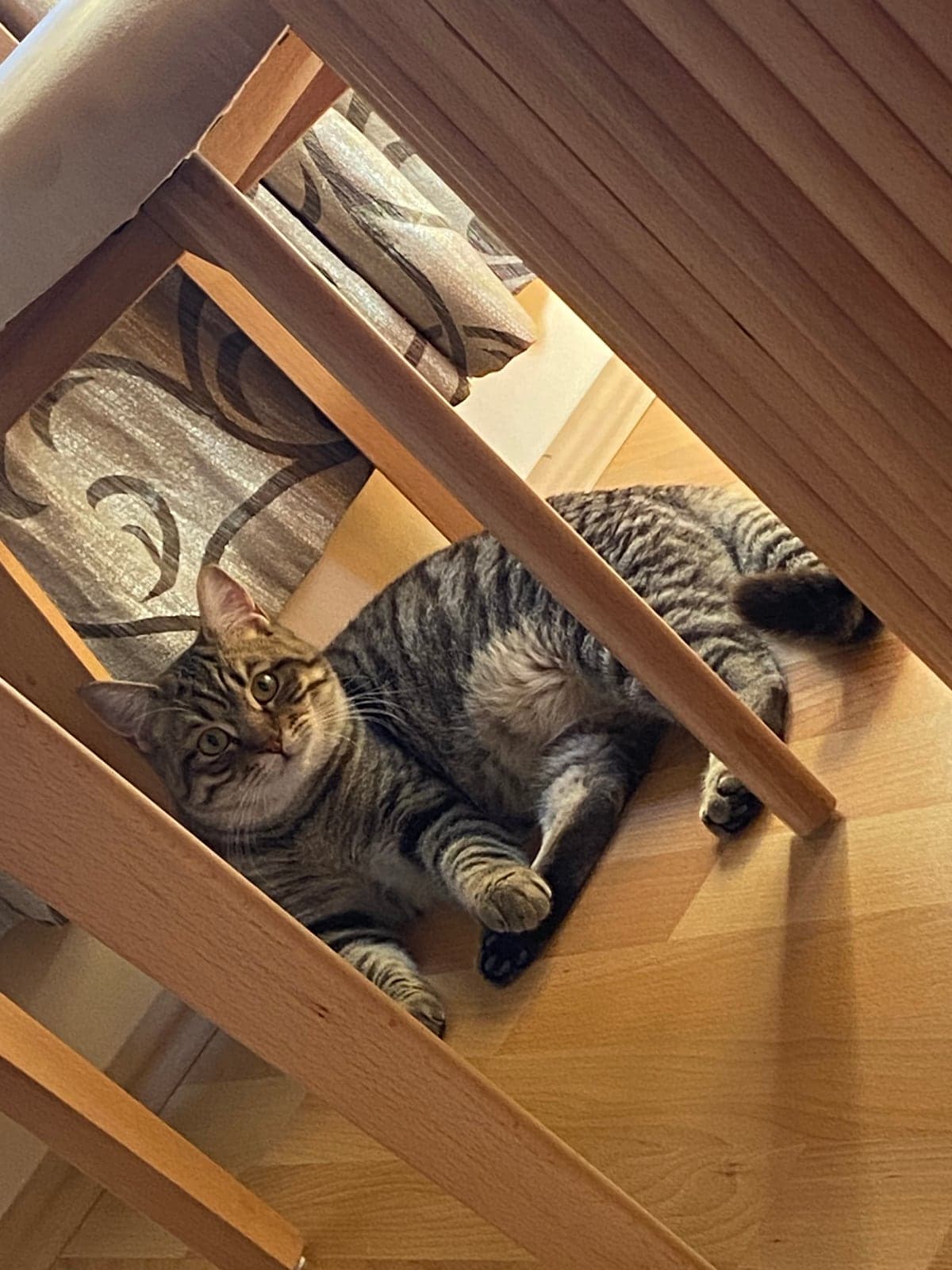 Oscar Melez Kedi, İzmir