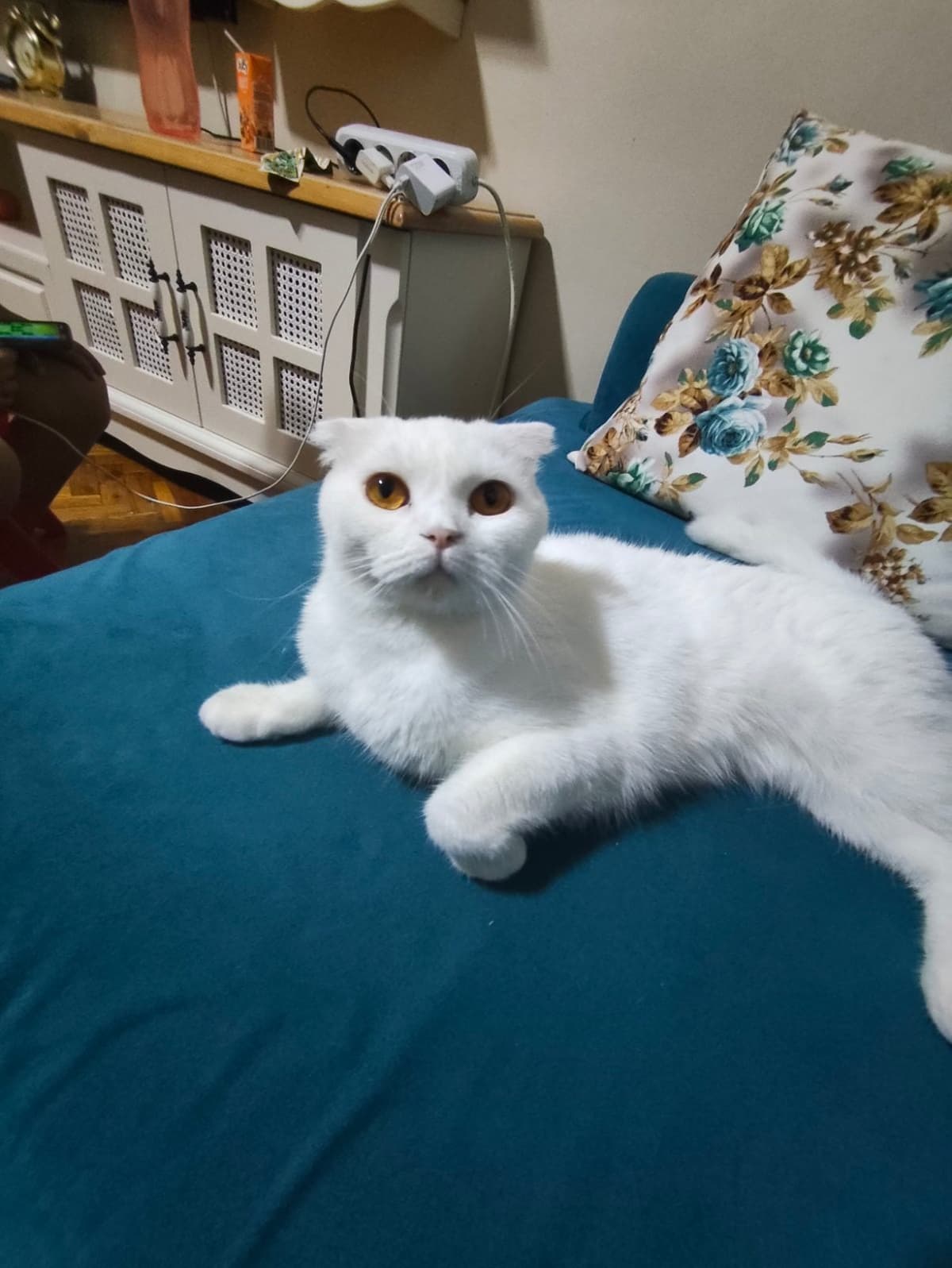 Scottish Scottish Fold Kedi, Tekirdağ