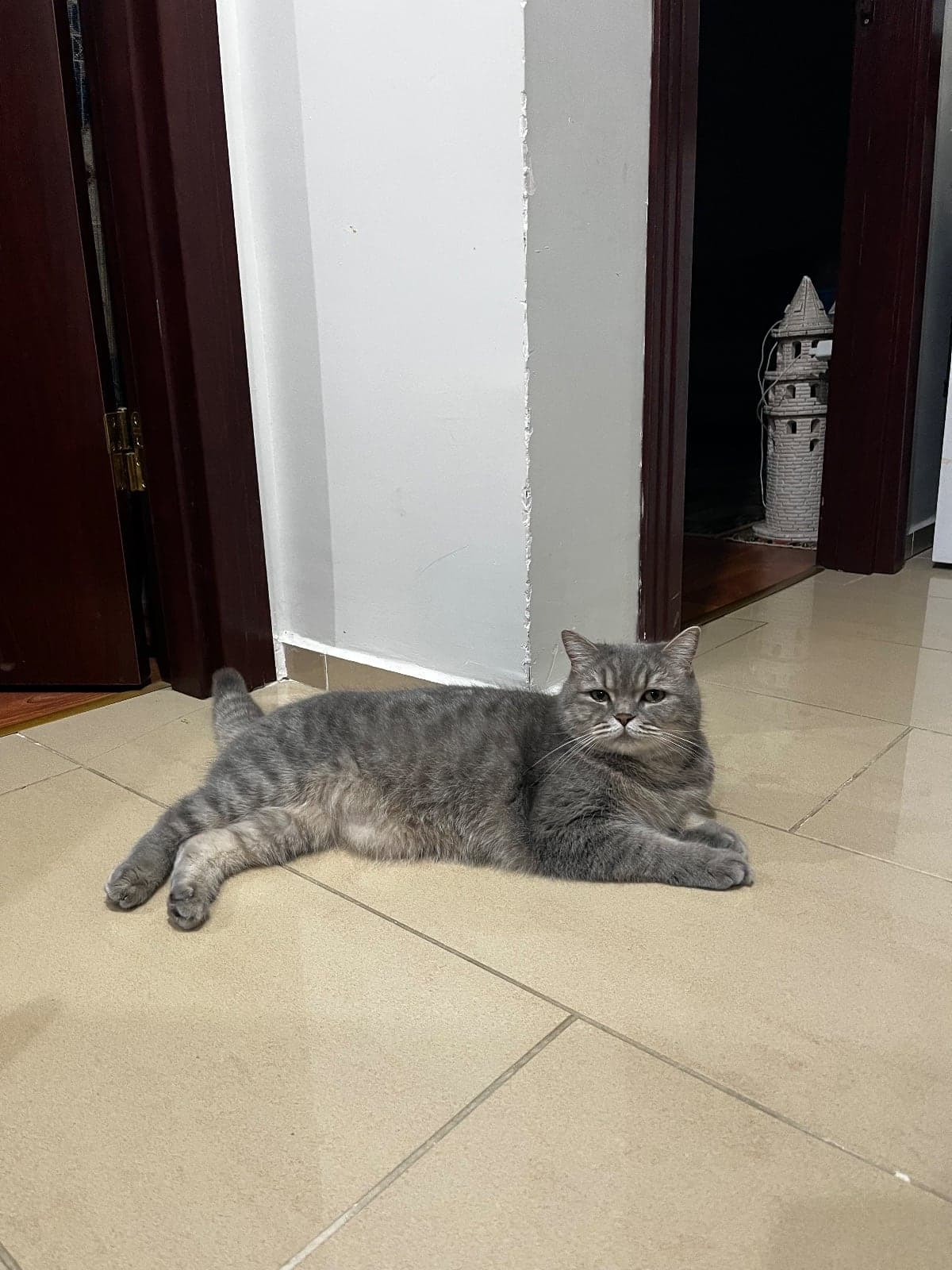 Alfa British Shorthair Kedi, İstanbul