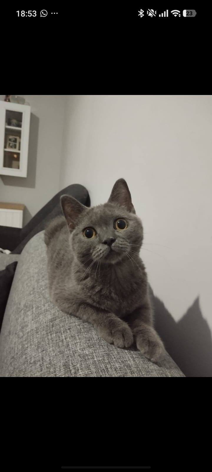 Babi British Shorthair Kedi, İstanbul