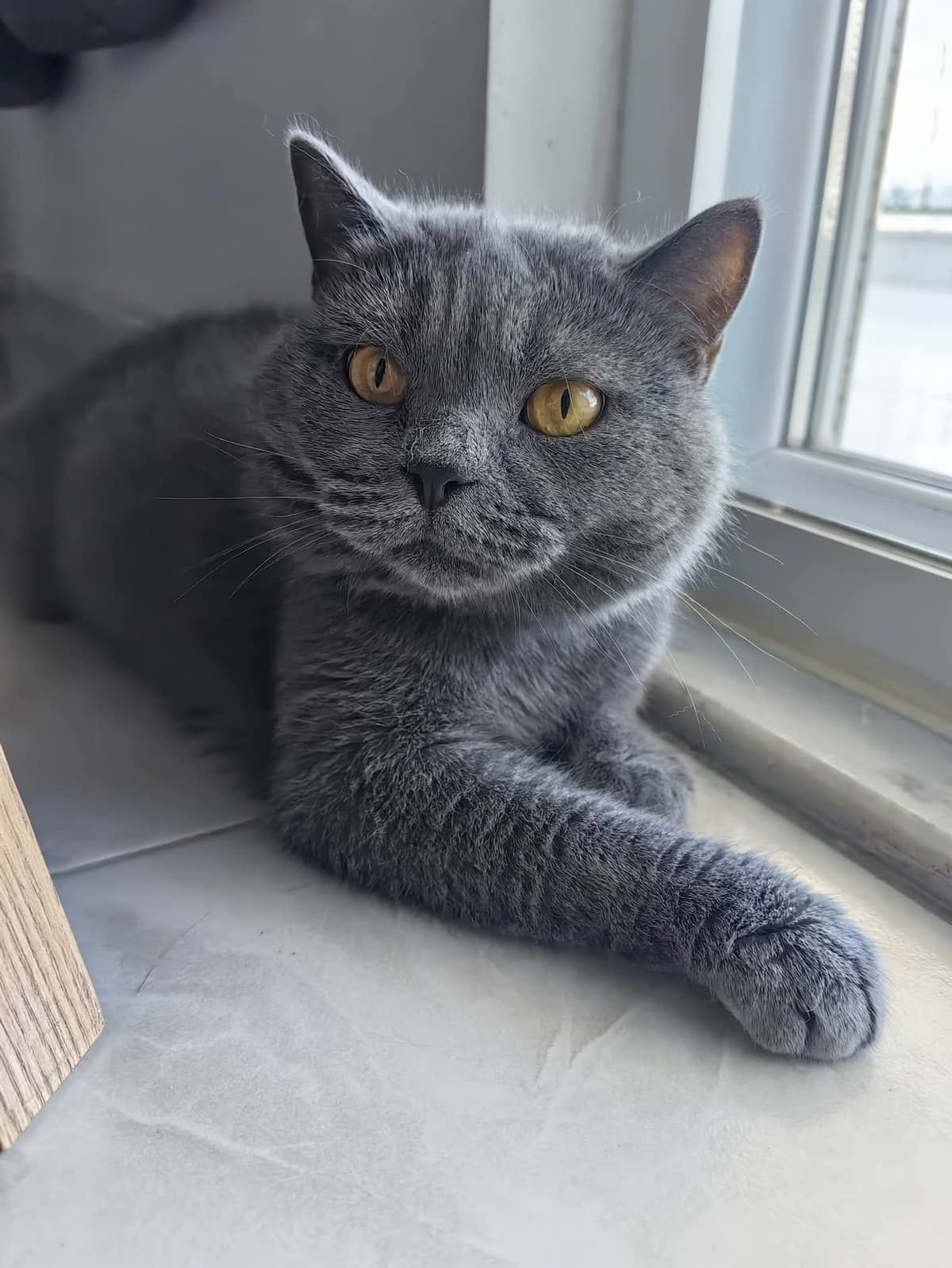 Şila British Shorthair Kedi, Antalya