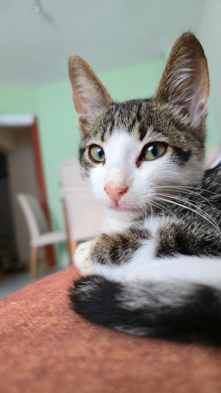 Susam Tekir Kedi, Sakarya