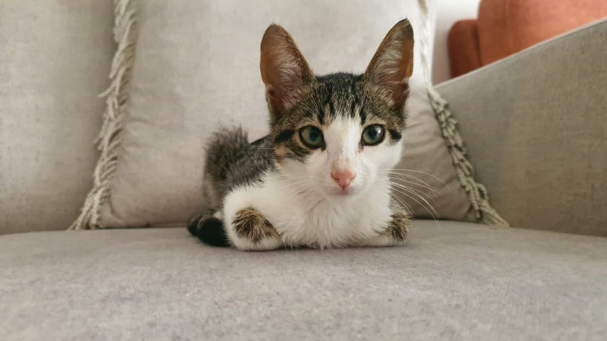 Susam Tekir Kedi, Sakarya