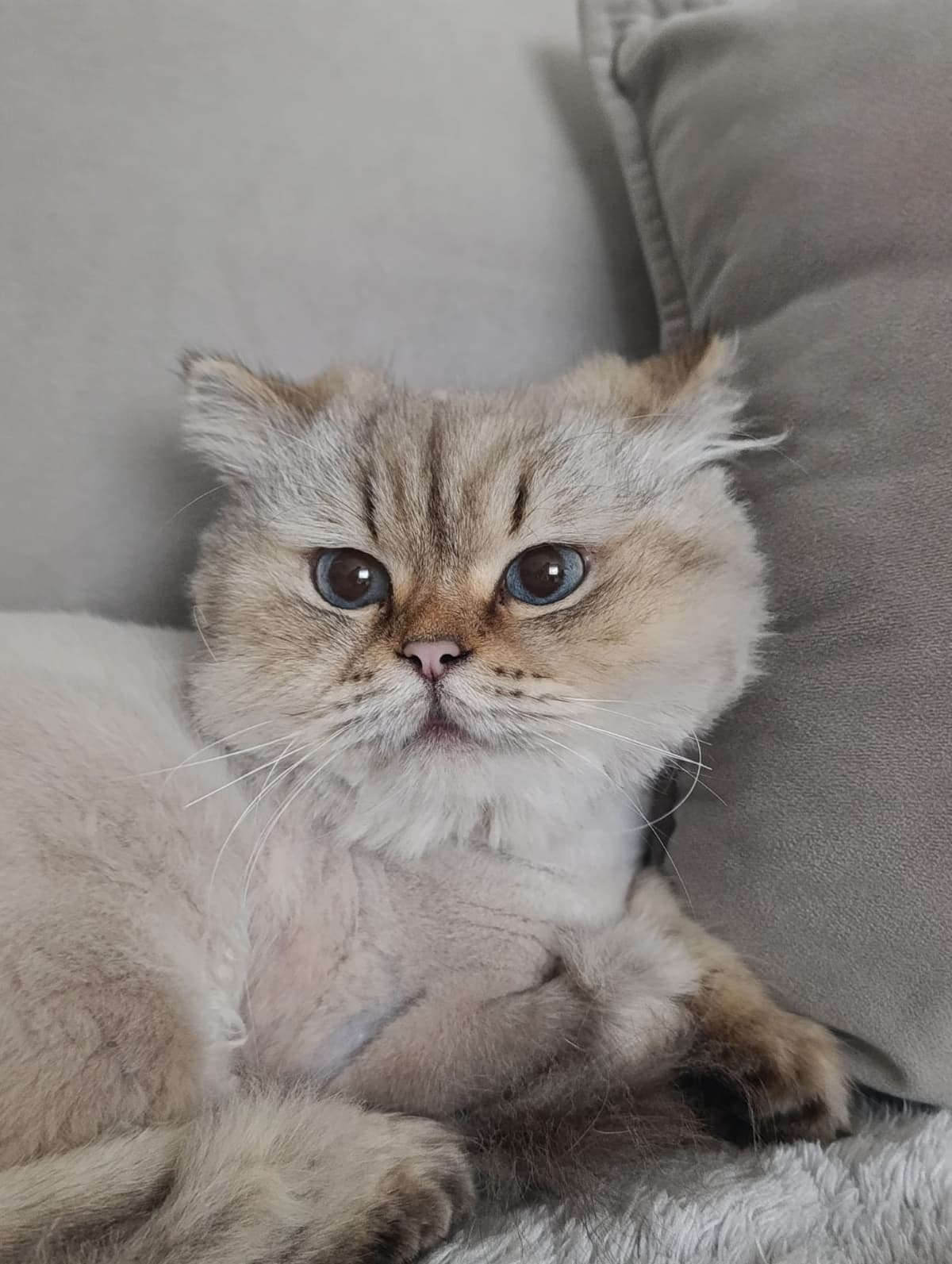 Yuumi British Longhair Kedi, Bursa