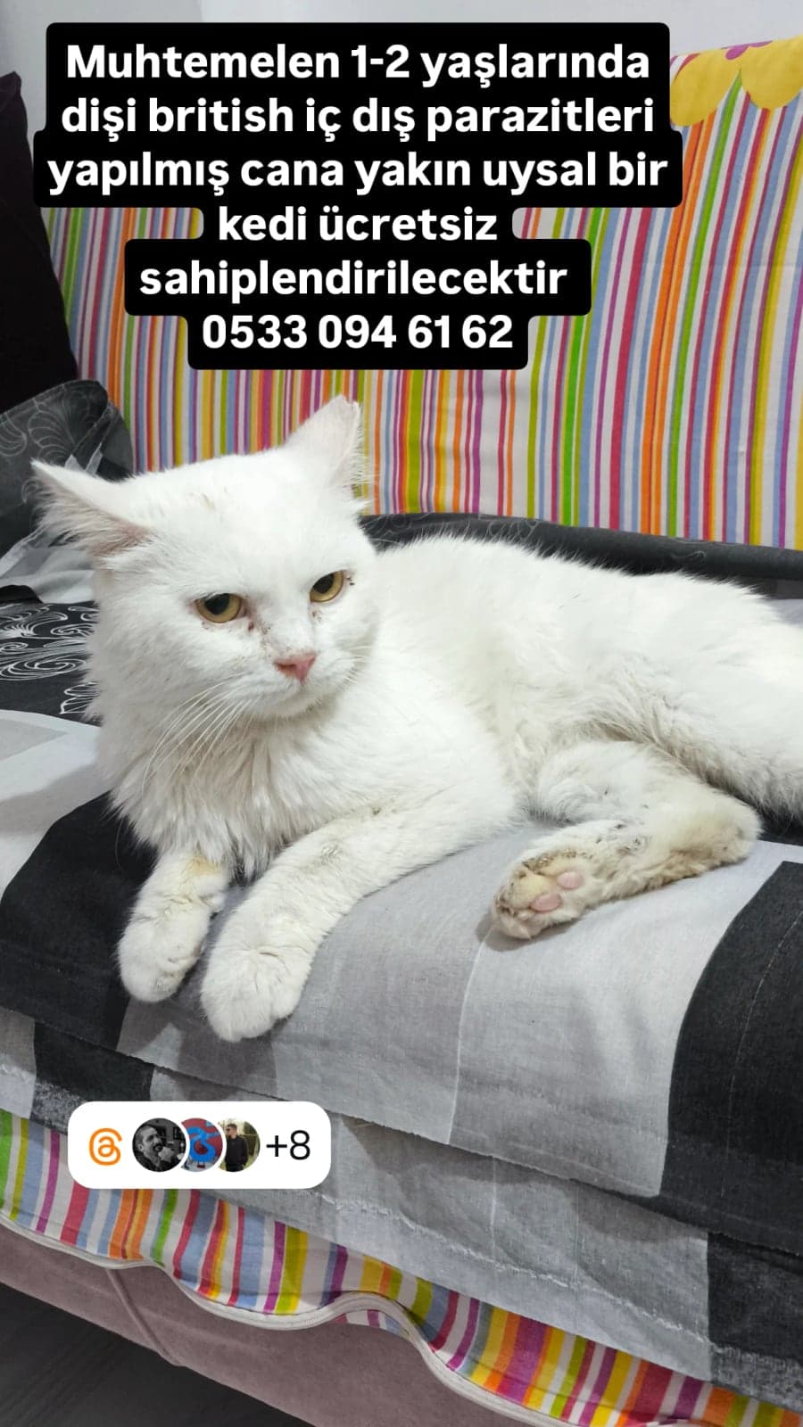 Bilinmiyor British Shorthair Kedi, Sakarya