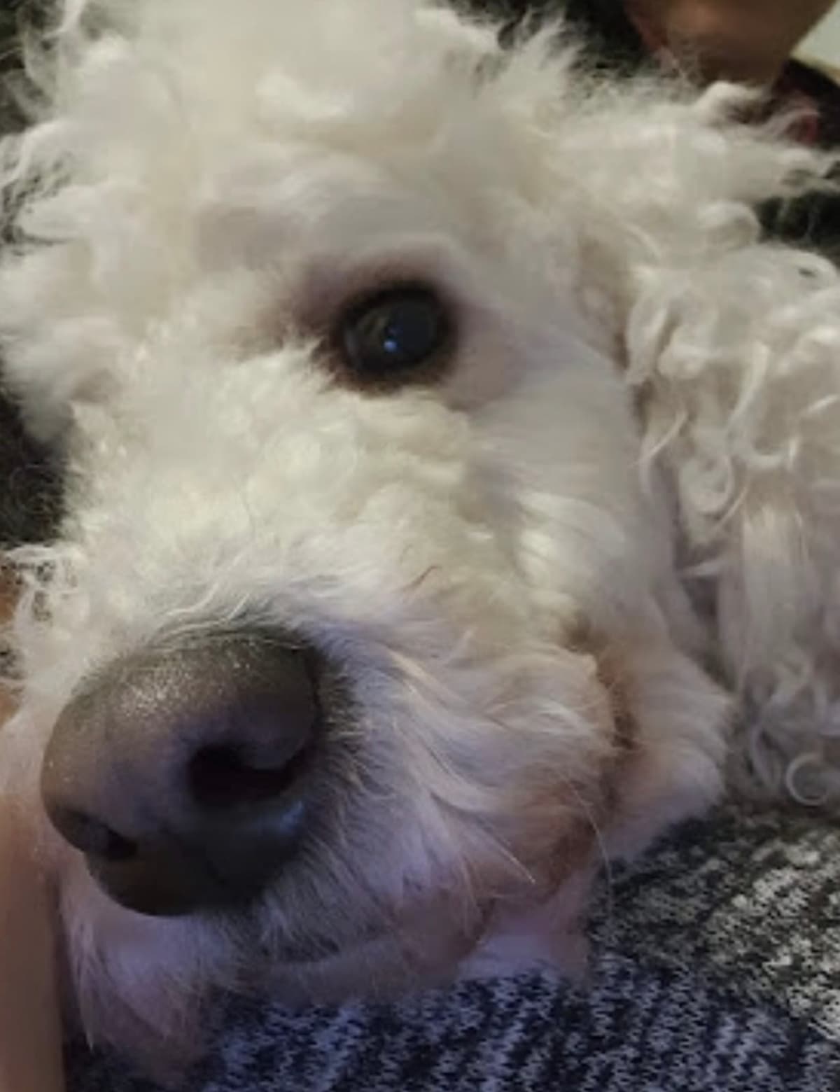 Oskar Poodle Köpek, Ankara