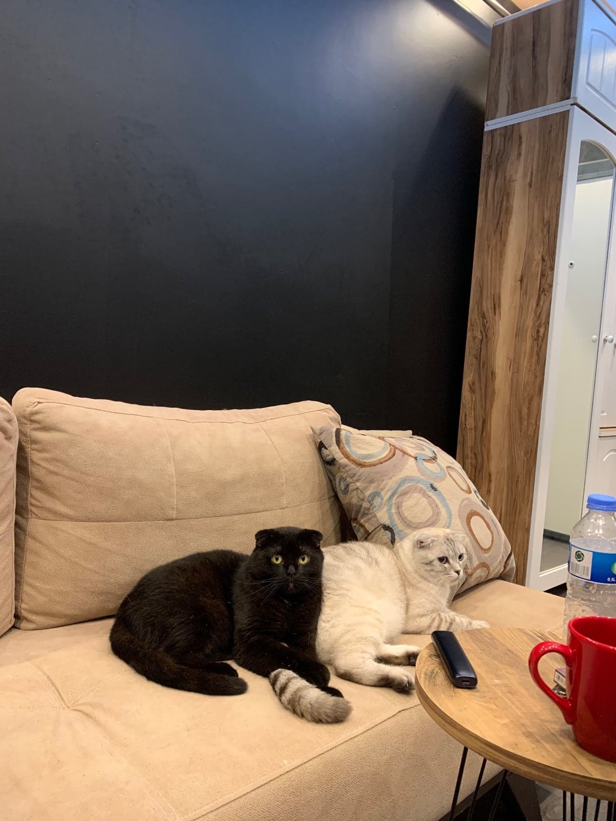 Coco Scottish Fold Kedi, İstanbul