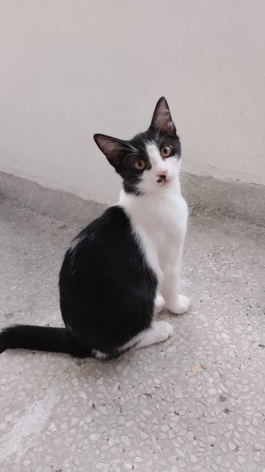 Dolunay Tekir Kedi, Samsun