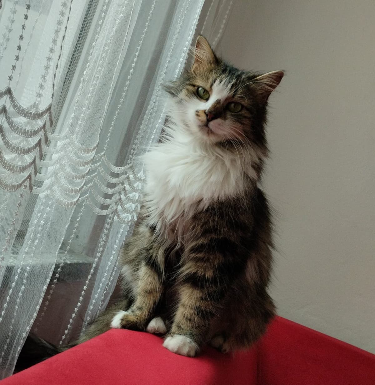 Mırmır Bilmiyorum Kedi, Samsun
