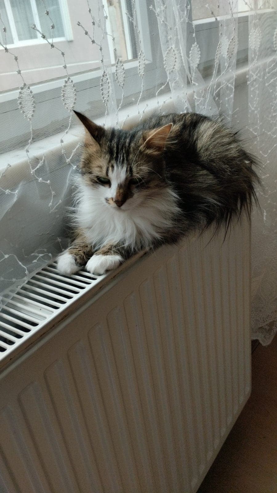 Mırmır Tekir Kedi, Samsun